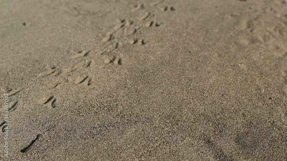 Black sandy mormon cricket runs through fresh sand leaving tracks Black sandy mormon cricket runs through fresh sand leaving tracks