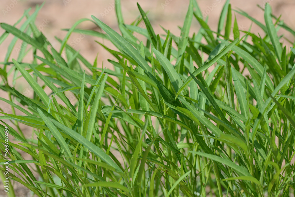 Fototapeta premium morning glory vegetable closeup.