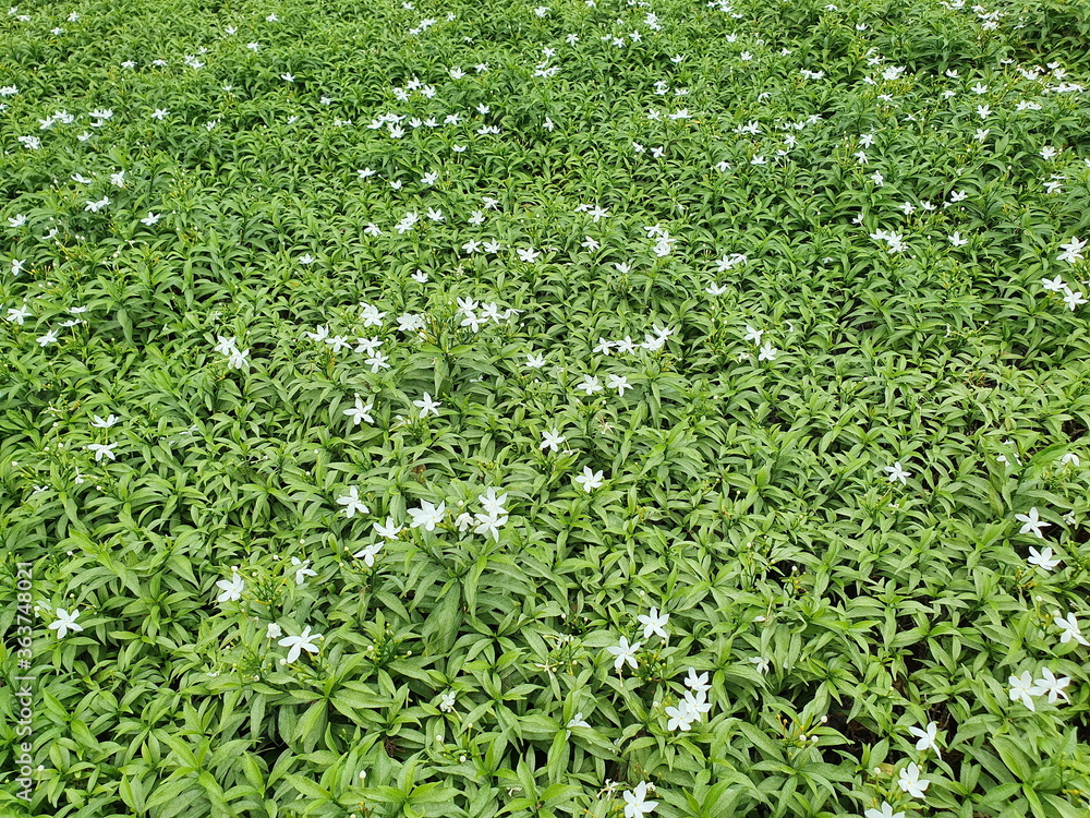 Apocynaceae has green leaves and white flowers with thick petals like Gerdenia Crape. Jasmine is popular because it has fresh green leaves all year round. Green leaves wall fence background.
Apocynaceae has green leaves and white flowers with thick petals like Gerdenia Crape. Jasmine is popular because it has fresh green leaves all year round. Green leaves wall fence background.