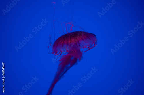 jellyfish in sea