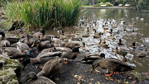 Feeding the ducks in Queens Park Invercargill New Zealand