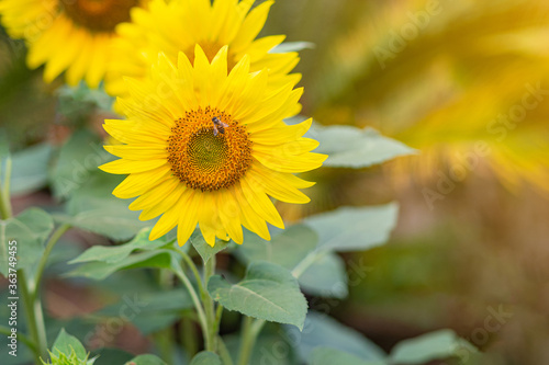 Close-up of sunflower are blooming in a garden
