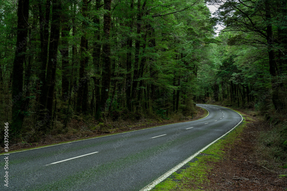 Open Highway Road in future, no cars, auto on asphalt road through green forest, trees, pines, spruces.
