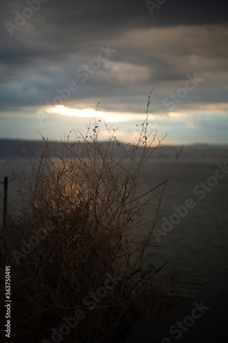 Sunset over shrub