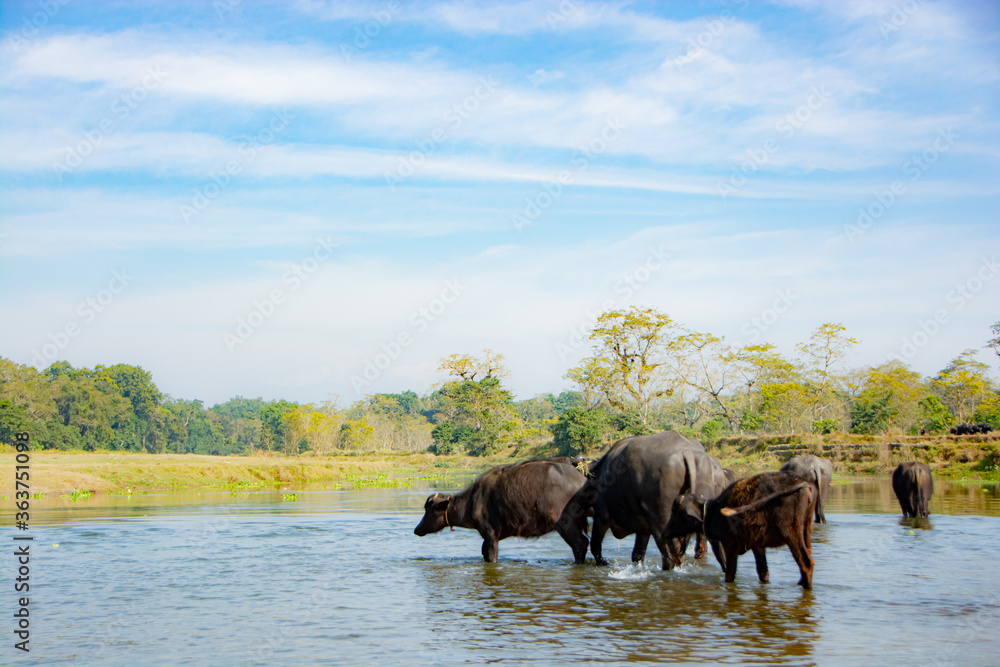 Naklejka premium water buffaloes drinking a water