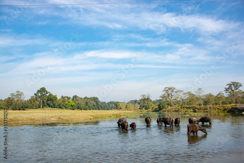 Wallpaper Mural water buffaloes drinking a water Torontodigital.ca