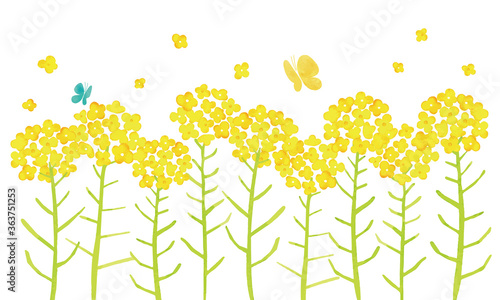 菜の花-蝶-canolaflower-butterfly