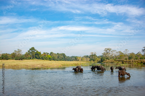 water buffaloes drinking a water © khrusani