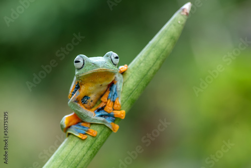 Green tree frog on a tree 
