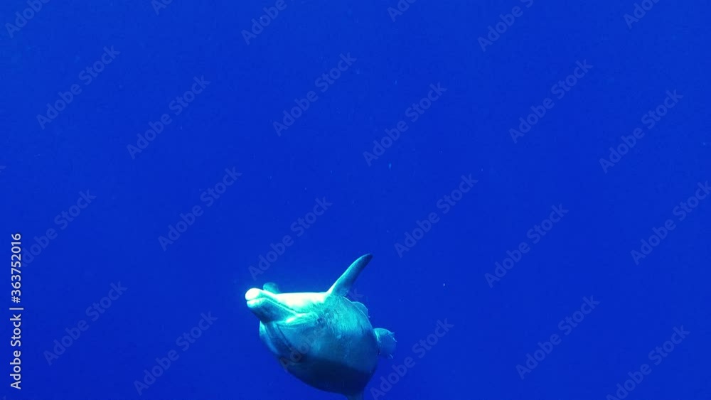 A Bottlenose Dolphin swimming to the surface from the deep - underwater A Bottlenose Dolphin swimming to the surface from the deep - underwater