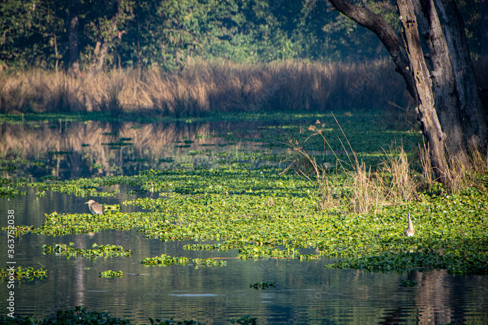 Obraz premium pond in wild bush