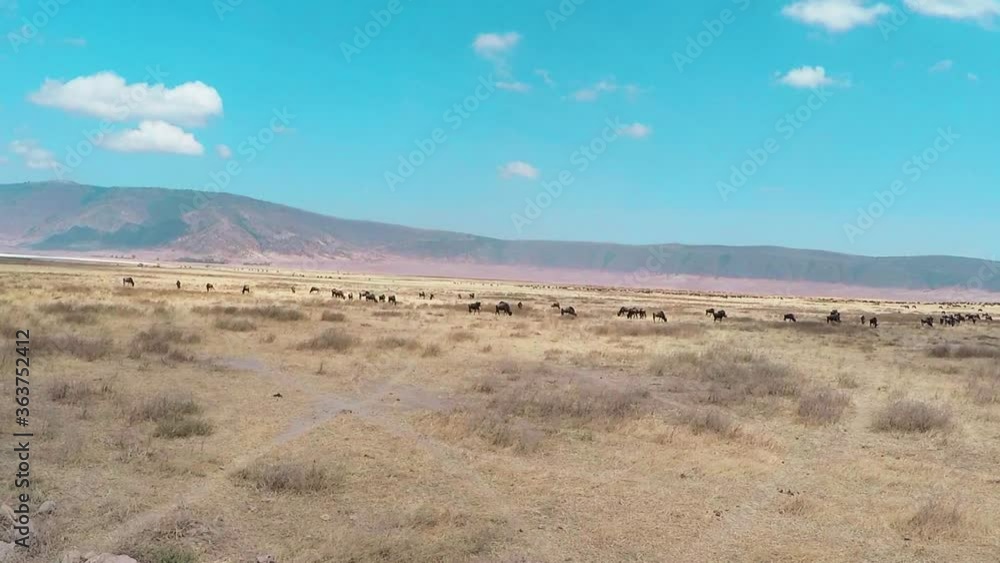 Panoramic capture of the Ngorongoro crater, Tanzania.