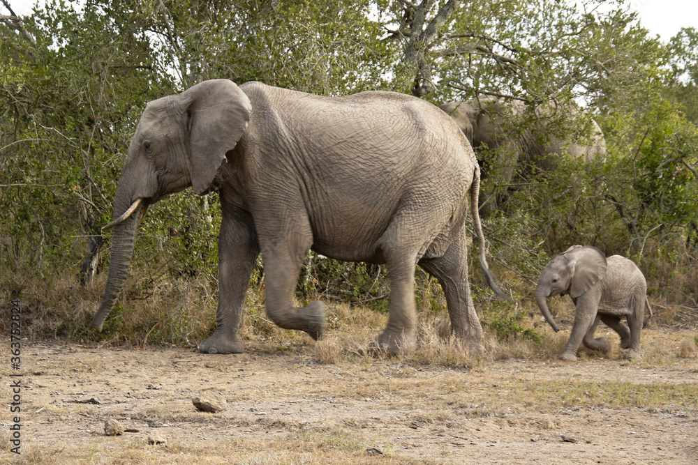 Female elephant and calf in a hurry, Ol Pejeta Conservancy, Kenya