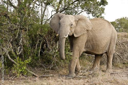 Elephant feeding, Ol Pejeta Conservancy, Kenya