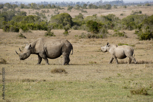 Black rhinoceros and calf  Ol Pejeta Conservancy  Kenya