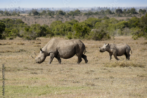 Black rhinoceros and calf, Ol Pejeta Conservancy, Kenya © Michele Burgess