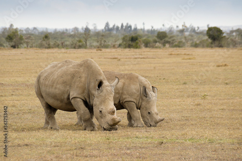 White rhinoceros and calf grazing, Ol Pejeta Conservancy, Kenya © Michele Burgess