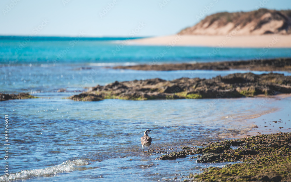 Osprey flying over the sea in Australia