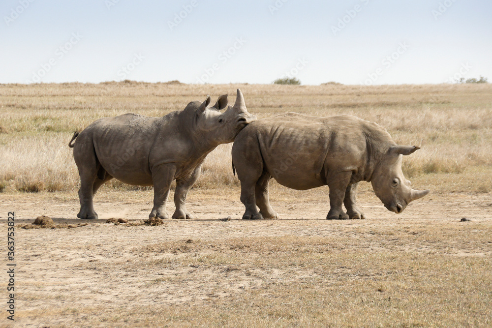 Male white rhino showing dominance over submissive male after friendly sparring, Ol Pejeta Conservancy, Kenya Male white rhino showing dominance over submissive male after friendly sparring, Ol Pejeta Conservancy, Kenya