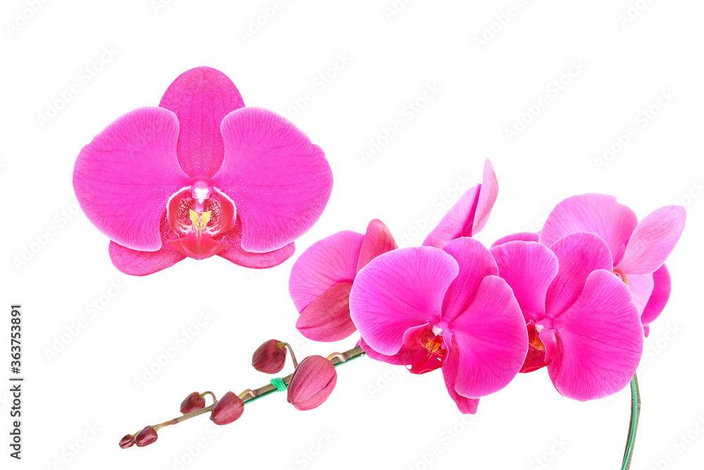 red pink or purple orchid flower on white