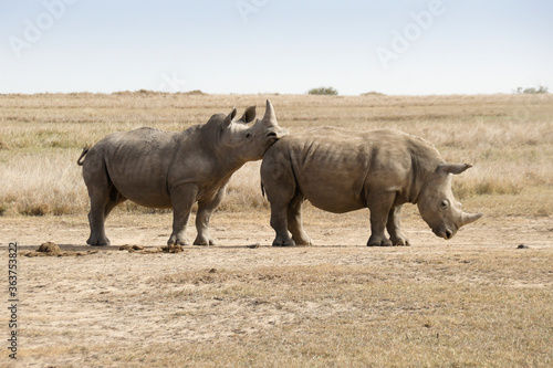 Male white rhino showing dominance over submissive male after friendly sparring, Ol Pejeta Conservancy, Kenya