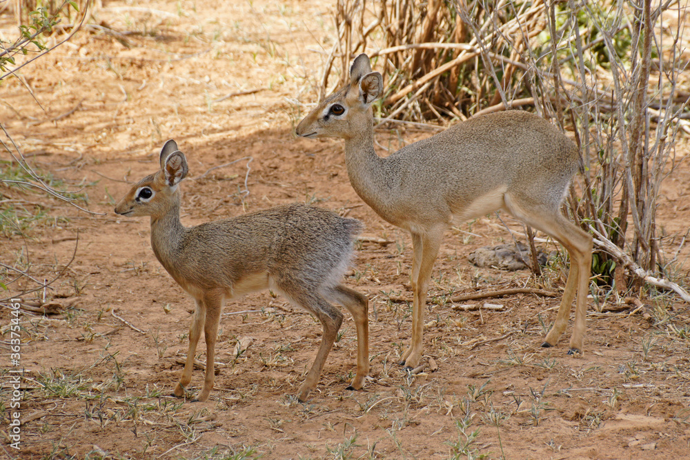 Kirk's dik-diks (female and offspring), Samburu Game Reserve, Kenya Kirk's dik-diks (female and offspring), Samburu Game Reserve, Kenya