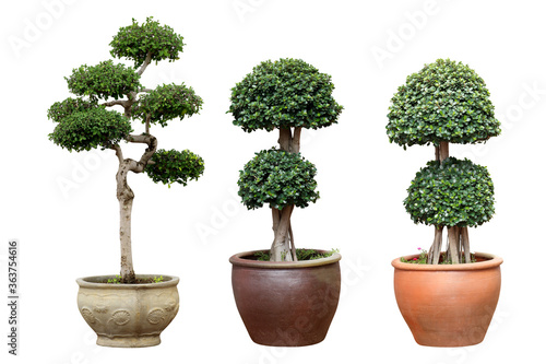 Bonsai tree in pot isolated on white