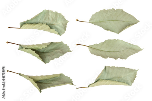 Nature dry leaves isolated on white background