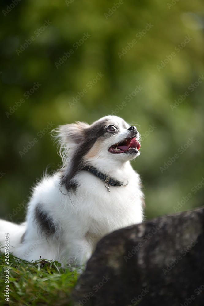 おすましポーズのチワワ