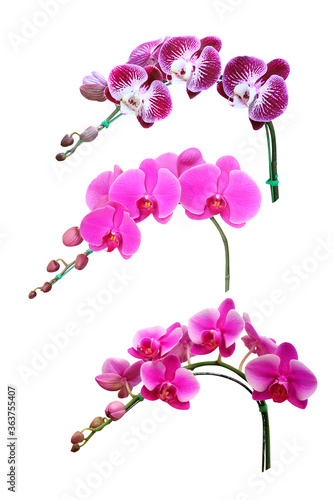 Beautiful orchid flower isolated on white background