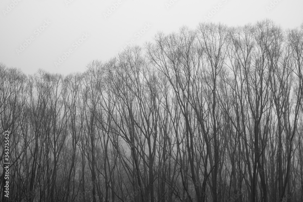 Tree branch background texture with mist. Tree branch background texture with mist.
