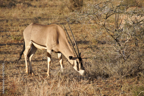 Картината върху платно Common beisa oryx grazing, Samburu Game Reserve, Kenya
