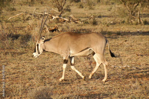 Common beisa oryx walking  Samburu Game Reserve  Kenya