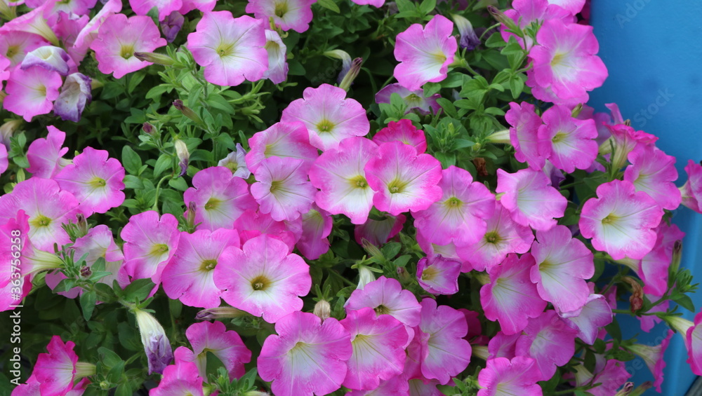 pink and white flowers pink and white flowers