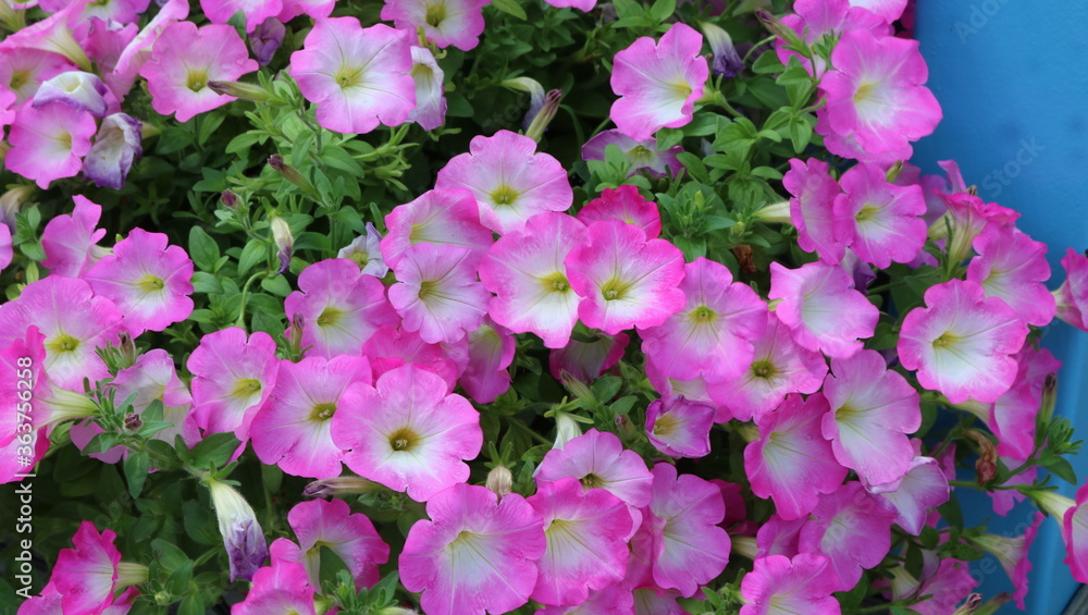 pink and white flowers