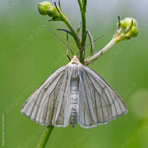 Siona lineata, the black-veined moth, is a moth of the family Geometridae photo