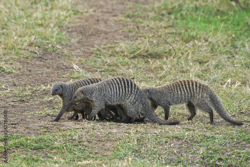 Banded mongooses protecting young from predators as they cross open area  Masai Mara Game Reserve  Kenya