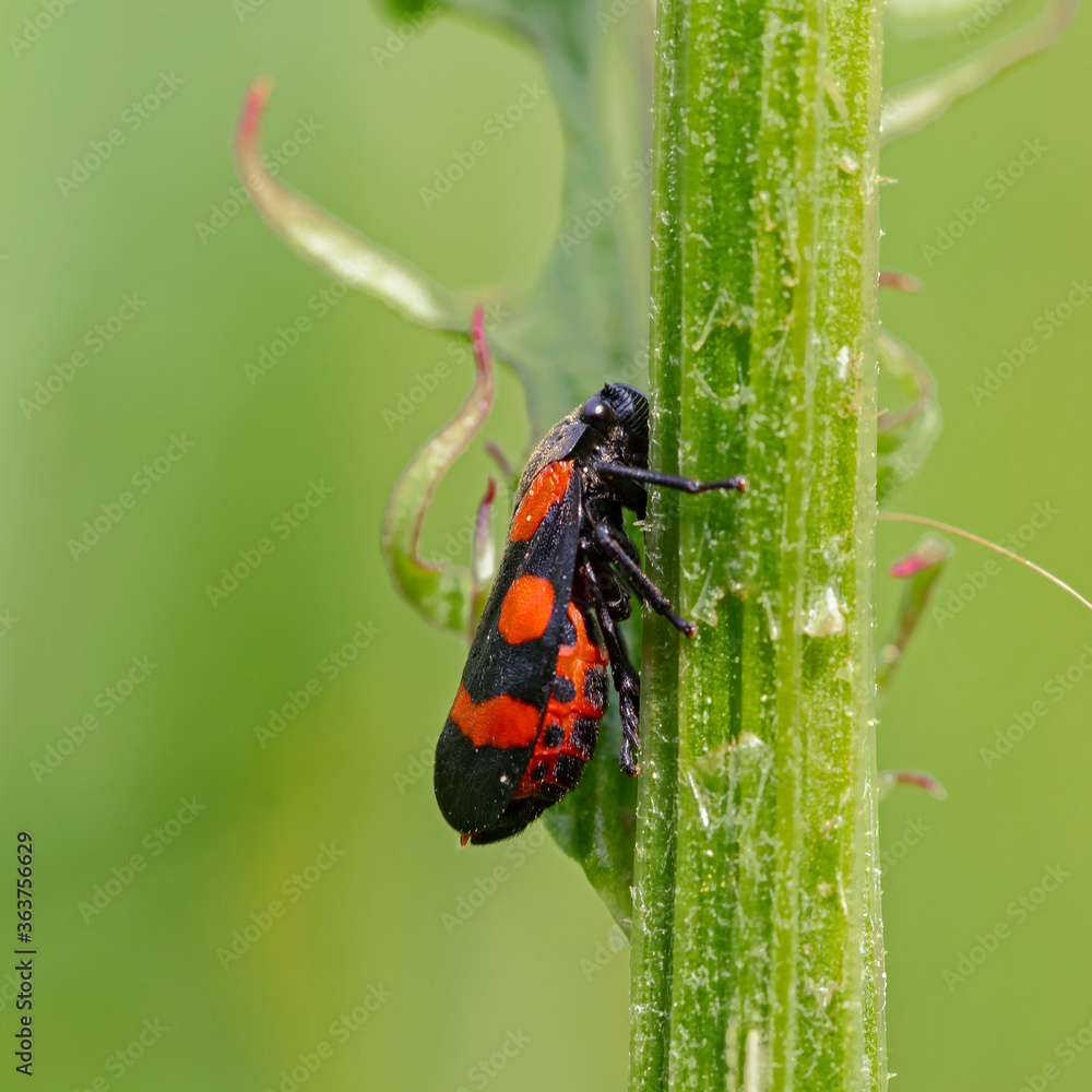 A Red-and-black Froghopper (Cercopis vulnerata) seen on a dock leaf. Cercopis vulnerata (also known as the black-and-red froghopper or red-and-black froghopper) is a species in the family Cercopidae. A Red-and-black Froghopper (Cercopis vulnerata) seen on a dock leaf. Cercopis vulnerata (also known as the black-and-red froghopper or red-and-black froghopper) is a species in the family Cercopidae.