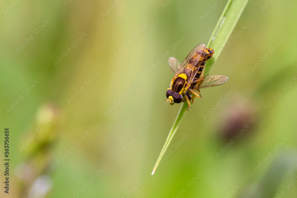 Sphaerophoria scripta, the long hoverfly, is a species of hoverfly belonging to the family Syrphidae. Two long hoverflies (Sphaerophoria scripta) on grass. Sphaerophoria scripta, the long hoverfly, is a species of hoverfly belonging to the family Syrphidae. Two long hoverflies (Sphaerophoria scripta) on grass.