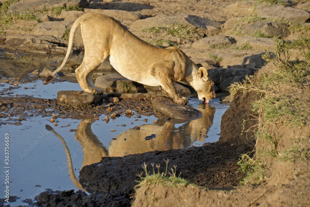 Lioness drinking at pool of water in rocky area, Masai Mara Game Reserve, Kenya Lioness drinking at pool of water in rocky area, Masai Mara Game Reserve, Kenya