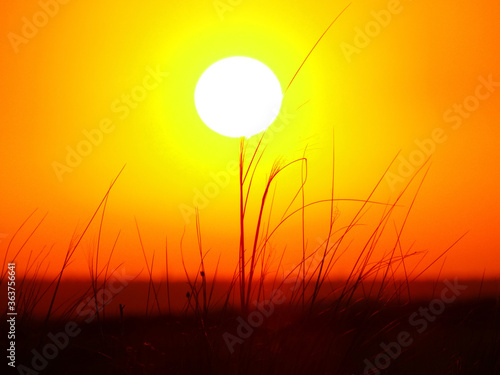 Grass against the background of a bright orange sunset . © FO_DE