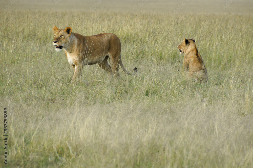 Two lionesses in long grass, Masai Mara Game Reserve, Kenya Two lionesses in long grass, Masai Mara Game Reserve, Kenya