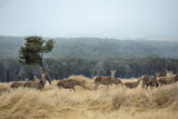 Herd of deer in rural at New Zealand .