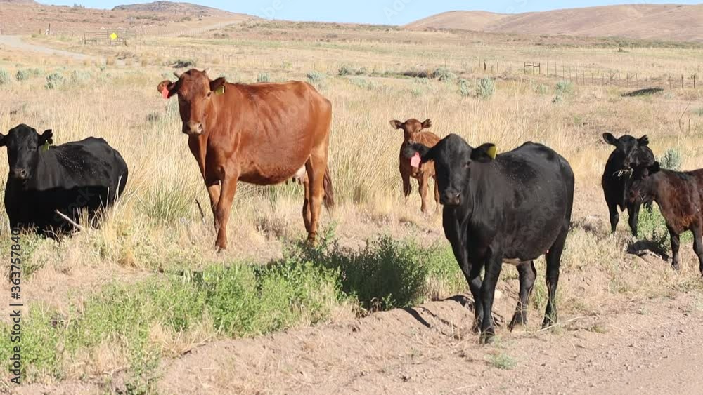 Cows in a desert field retreat in slow motion Cows in a desert field retreat in slow motion