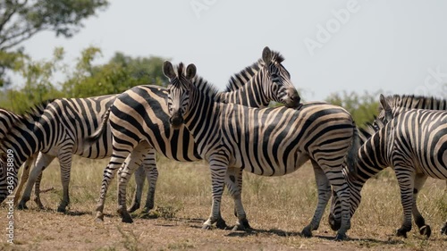 African Animals in Pasture. Zebra Herd Slow Motion Close Up. Kruger National Park, South Africa, Full Frame