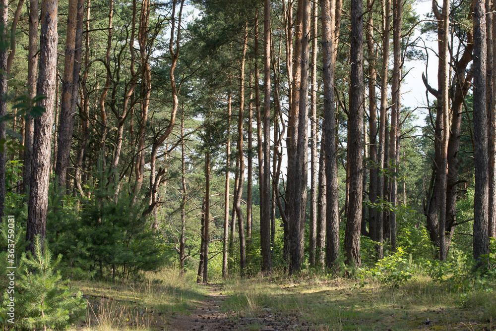 Obraz premium footpath in summer pine forest, woodland landscape