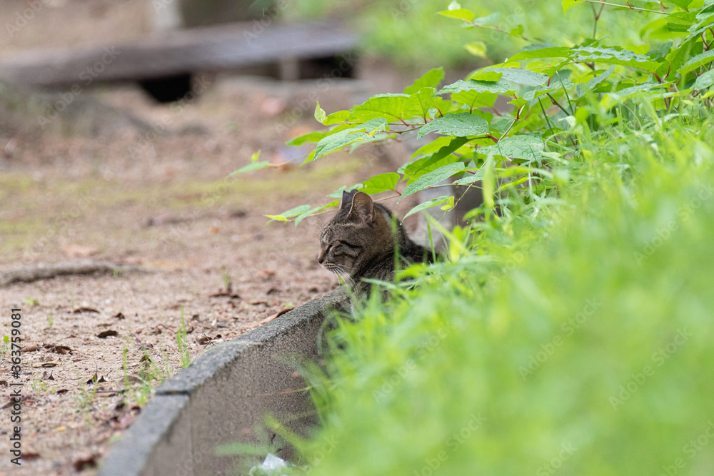 猫がいる風景 キジトラ猫 猫がいる風景 キジトラ猫