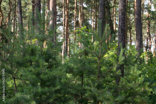 Fototapeta Naklejka Na Ścianę i Meble -  young pine trees in summer forest