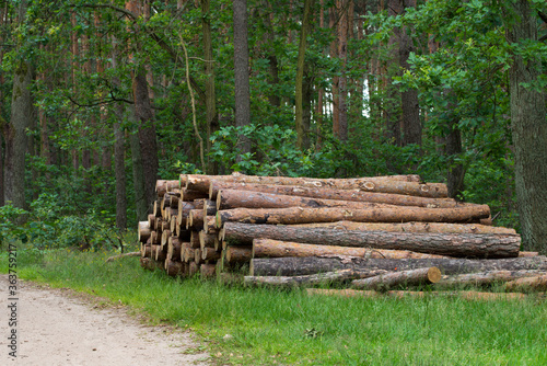 cut pine tree logs in forest