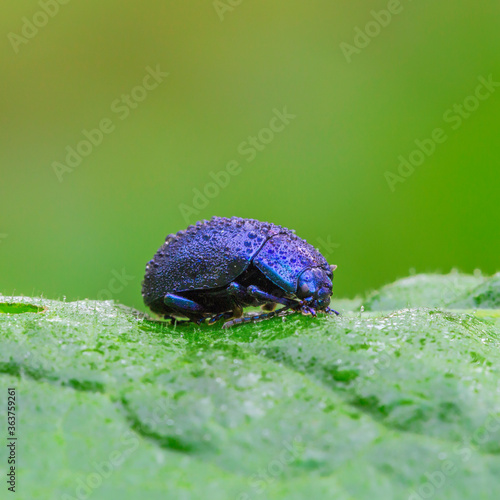 Beetle Oreina (Allorina) caerulea in nature. photo